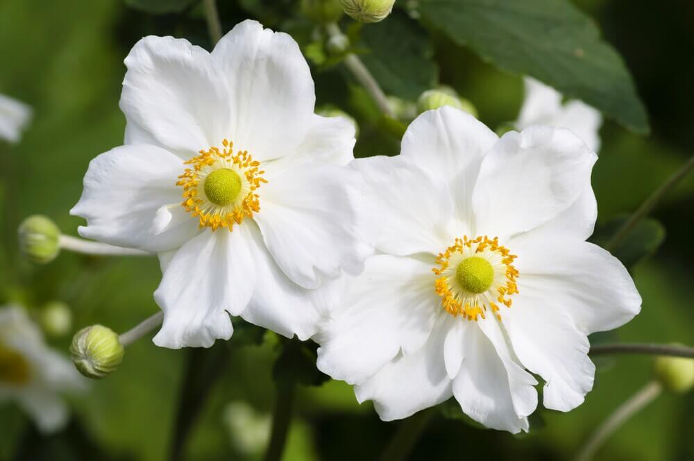 que significan las flores blancas para difuntos